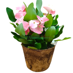 EUPHORBIA MILII CHARLOTTE