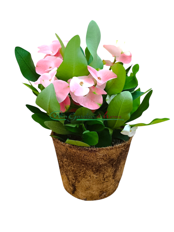 52555 EUPHORBIA MILII CHARLOTTE