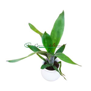 AECHMEA REBECA FORREST