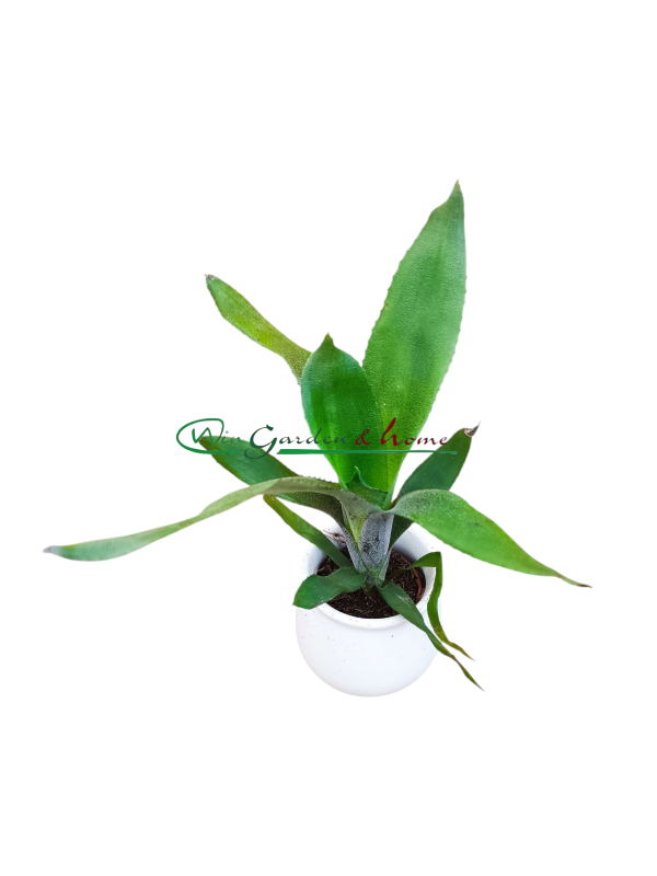 AECHMEA REBECA FORREST