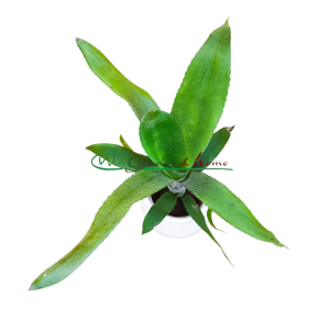 AECHMEA REBECA FORREST