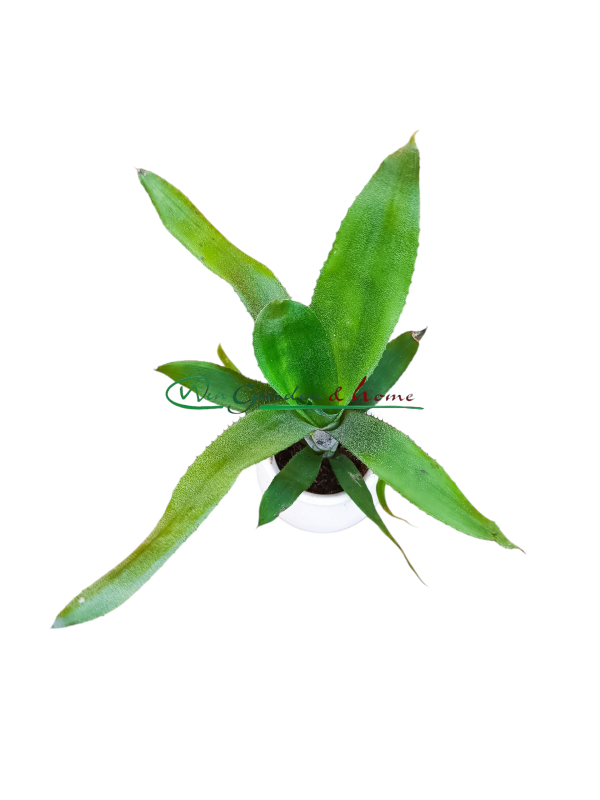 AECHMEA REBECA FORREST