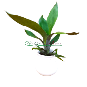 AECHMEA REBECA FORREST