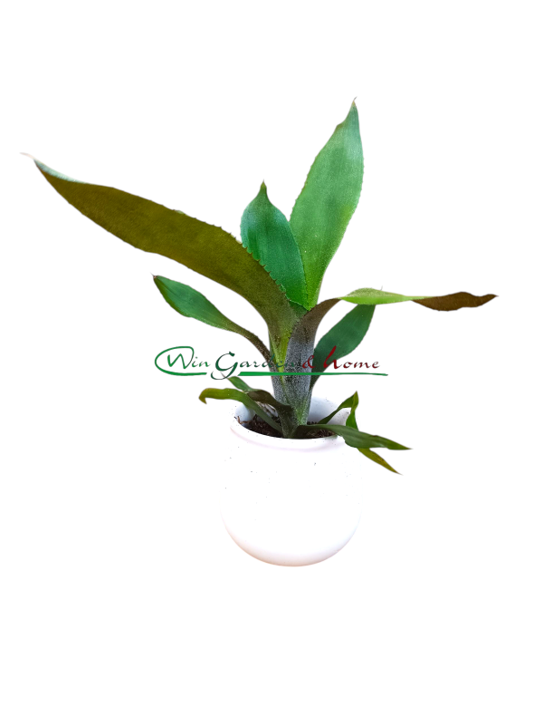 52575 AECHMEA REBECA FORREST
