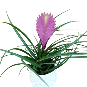 TILLANDSIA CYANEA ANITA