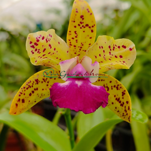 Ctt. Siamese Doll Kiwi