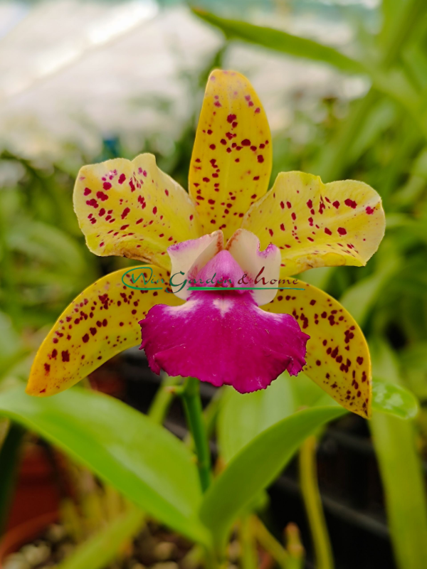 Ctt. Siamese Doll Kiwi